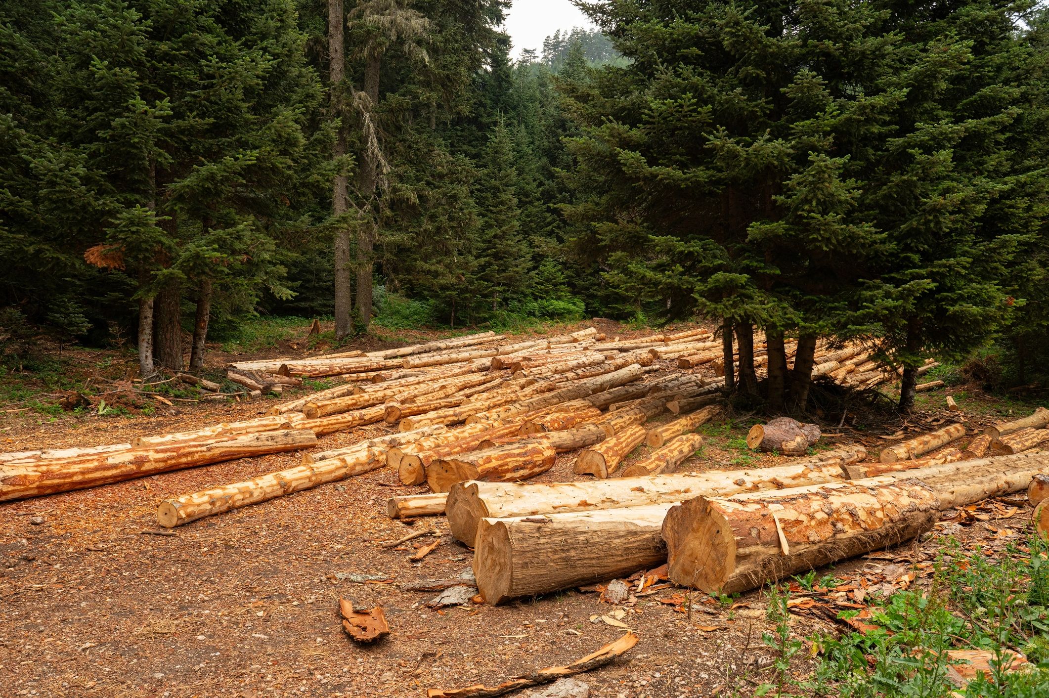 Cleared timber and logs stacked on a forest work site