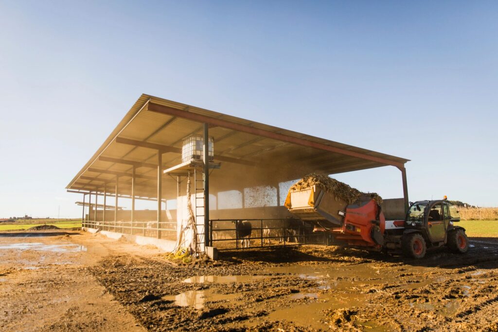 Wide shot of telehandler distributing silage in cattle barn